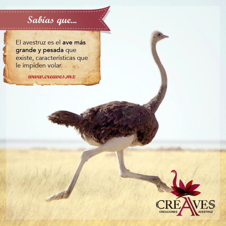 Avestruz
