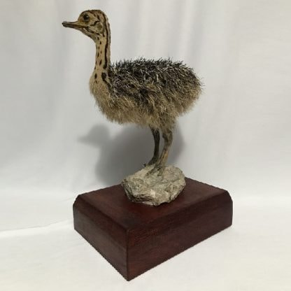 Pollito de Avestruz